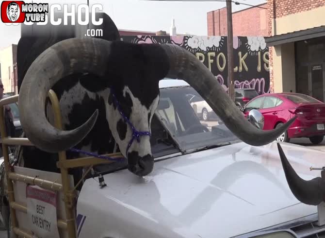 Video :This motorist is traveling with a rather unique passenger!